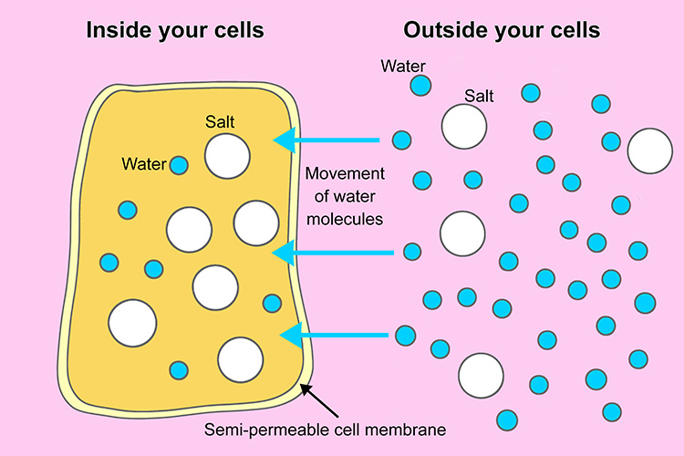 Annotated diagram of the movement of  water through cell membrane